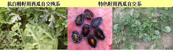 更多阅读 “中心”凭借新疆瓜类资源和